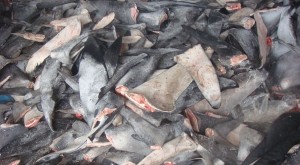 China prohíbe sopa de aletas de tiburón en banquetes oficiales