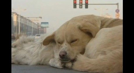Sin palabras: la fidelidad perruna