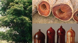 Tala ilegal pone en peligro bosques de palo de rosa en Madagascar