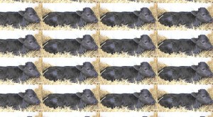 Europa quiere prohibir clonación de animales para alimentación