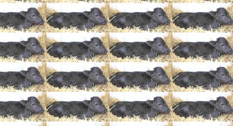 Europa quiere prohibir clonación de animales para alimentación