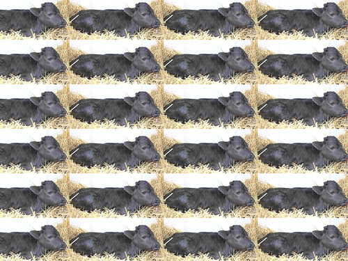 Europa quiere prohibir clonación de animales para alimentación