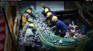 Pesca de arrastre y sobreexplotación pone en peligro la merluza