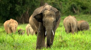 Consejo de Seguridad de ONU sanciona a traficantes de fauna en África