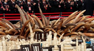 China destruye 6.1 toneladas de marfil