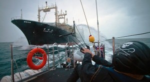 ONG Sea Sheperd denuncia a Japón por caza de ballenas en Santuario