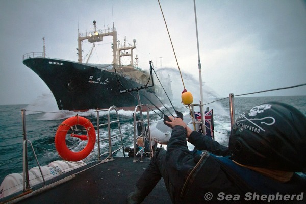 ONG Sea Sheperd denuncia a Japón por caza de ballenas en Santuario