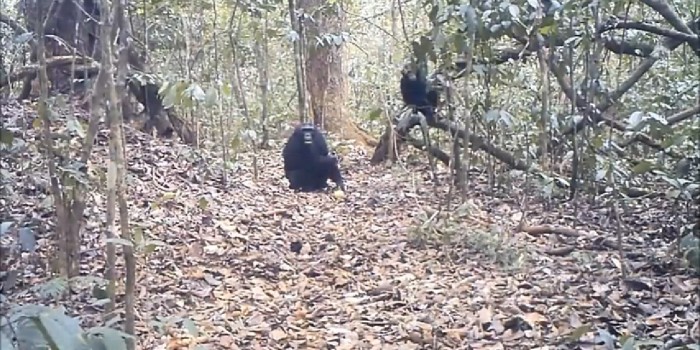 Hallan población de chimpancés en remoto bosque africano