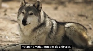 ¿Cómo los lobos pueden cambiar el curso de un río?