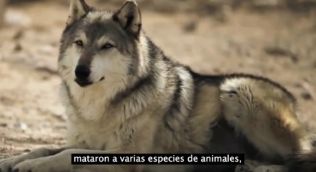 ¿Cómo los lobos pueden cambiar el curso de un río?