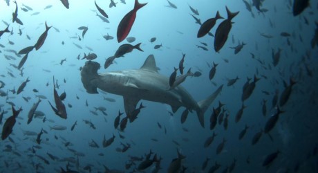 Consenso para crear organismo internacional que preserve océanos