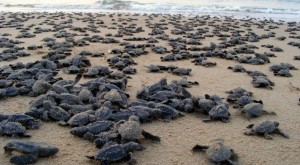 900 tortugas marinas muertas en costas de la India