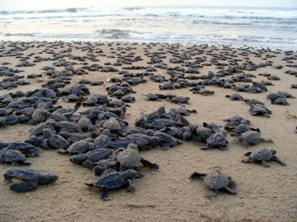 900 tortugas marinas muertas en costas de la India