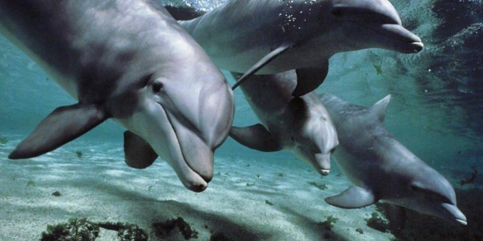 Barcelona se adelanta: pone fin a show de delfines