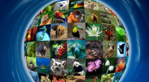 Día Mundial de la Vida Silvestre: las especies se extinguen más rápido de lo natural