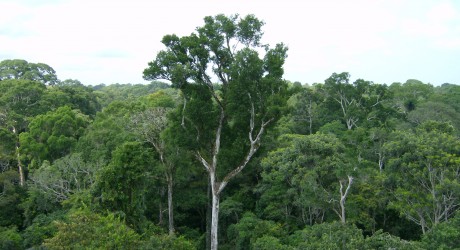 La Amazonía inhala más carbono del que emite