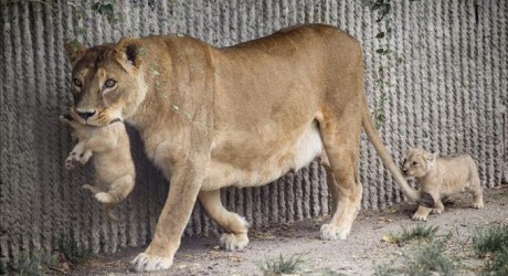 Tras matar en público a jirafa bebé, zoo danés repite acto y sacrifica a cuatro leones sanos