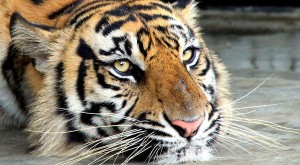 Empresarios chinos muestran su estatus sacrificando tigres