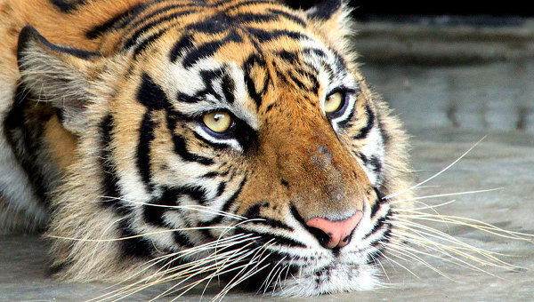 Empresarios chinos muestran su estatus sacrificando tigres