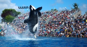 Sigue el show y cautiverio de las ballenas en San Diego