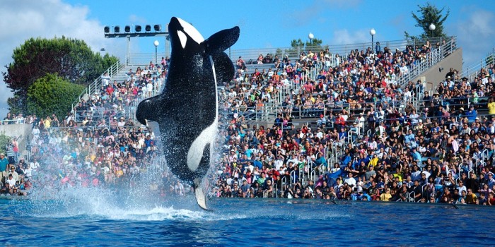 Sigue el show y cautiverio de las ballenas en San Diego