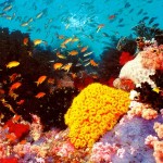 buceo en barrera-de-coral