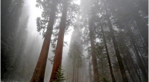 Milenarias secuoyas californianas amenazadas por su valiosa madera