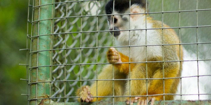 ONG acusa que matanza de animales sanos en los zoológicos es una práctica habitual