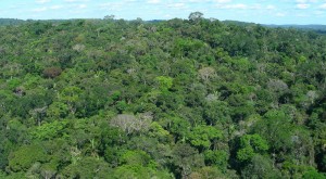 Fondo asegurará por 25 años las áreas protegidas de la amazonía brasileña