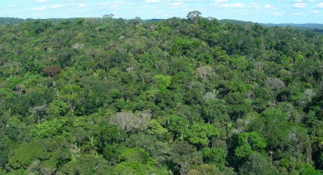 Fondo asegurará por 25 años las áreas protegidas de la amazonía brasileña
