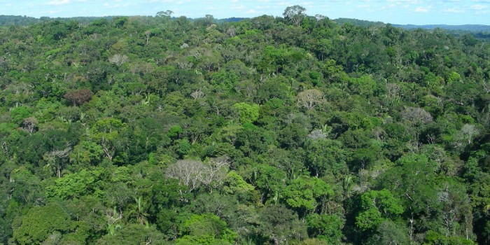 Fondo asegurará por 25 años las áreas protegidas de la amazonía brasileña