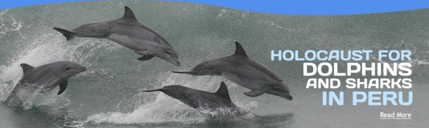 Campaña internacional busca detener matanza de delfines en Perú