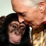 Goodall: una vida dedicada a defender a los primates.