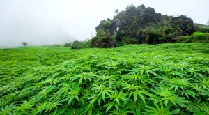 Marihuana causa estragos ambientales, denuncia ONG marroquí