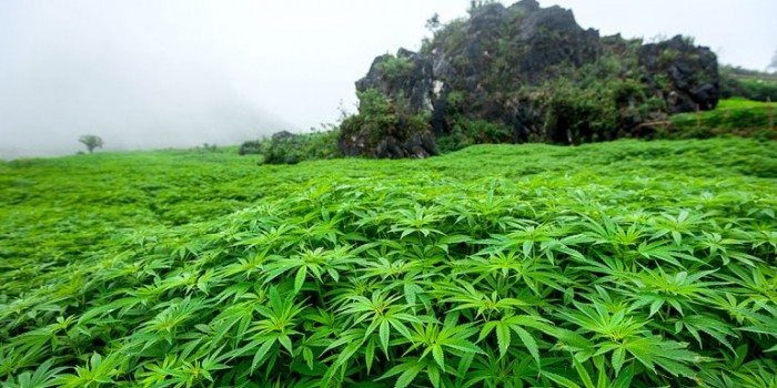 Marihuana causa estragos ambientales, denuncia ONG marroquí