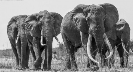 Cazadores acaban con el mayor elefante de Kenia