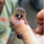 lemur raton