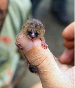 La especie más pequeña, el Lémur ratón.