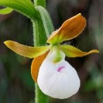 orquidea