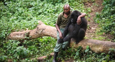 Petrolera anuncia retiro de Parque Nacional Virunga en África