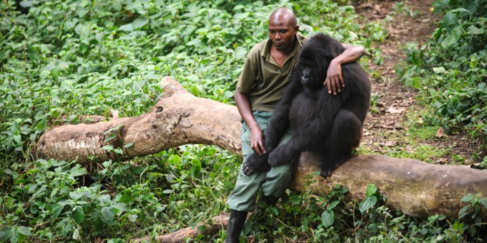 Petrolera anuncia retiro de Parque Nacional Virunga en África