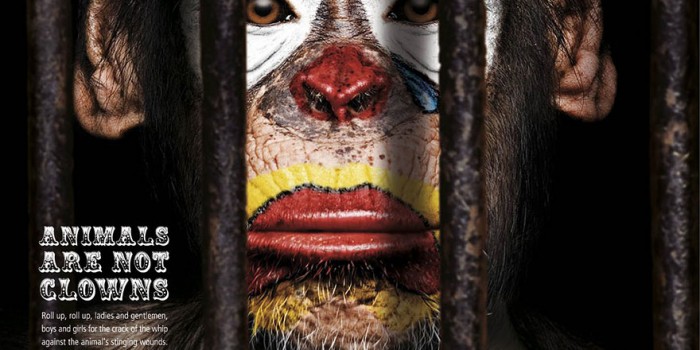 Circo sin animales: tendencia al alza