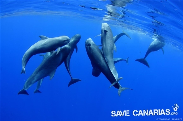 Piden santuario de ballenas en vez de extracción de crudo