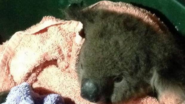 Un koala vive, un hipopótamo muere: La distinta suerte en medio de los hombres