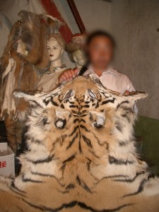 En estado salvaje no quedan más de 3.200 tigres. 