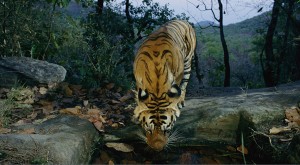 Cruzada por los tigres en libertad