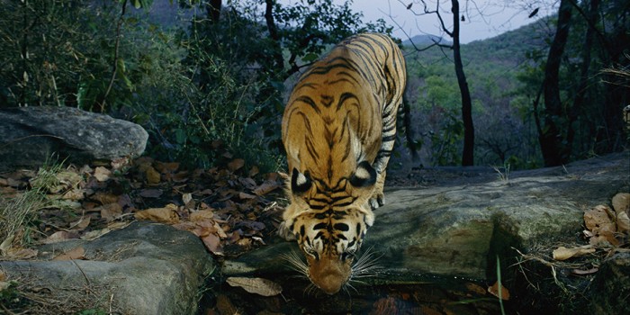 Cruzada por los tigres en libertad