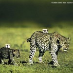 tigres AVISO