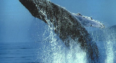 Islandia y Noruega, los otros cazadores de ballenas