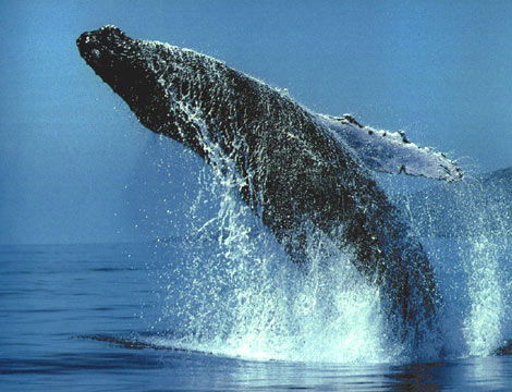 Islandia y Noruega, los otros cazadores de ballenas